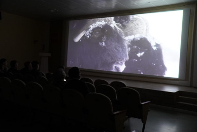 Документальный фильм «Быки холода. Возвращение» об овцебыках и бизонах показали в Якутске / ЯСИА Якутск Якутск Республика Саха (Якутия)