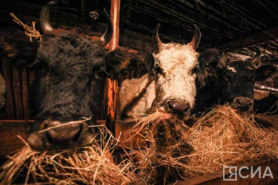 С 1 января в Якутии изменятся принципы финансирования сельского хозяйства / Николай Борисов   Республика Саха (Якутия)