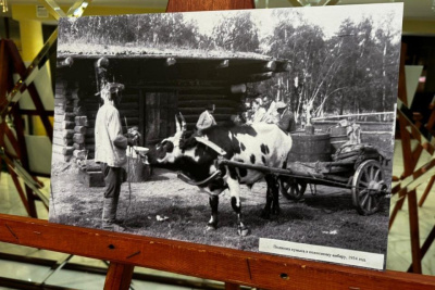 В Якутии отметили пятилетний юбилей генофондного предприятия «Якутский скот» / ЯСИА   Республика Саха (Якутия)