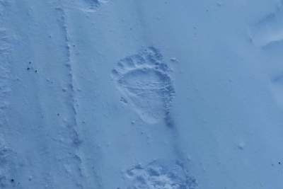 В Алданском районе медведь-шатун напал на охотника и загрыз его собаку. Хищника ликвидировали / Нарыйа Пахомова   