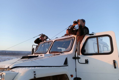 Мониторинг лесных бизонов провели в Горном районе Якутии / ЯСИА   