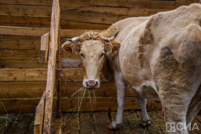 В Якутии зимовка скота и лошадей проходит стабильно / ЯСИА   