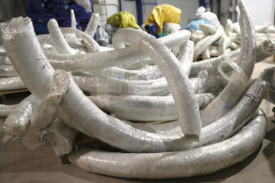 За 2024 год из аэропорта Якутска вывезли более 60 тонн бивней мамонта / ЯСИА Якутск Якутск Республика Саха (Якутия)