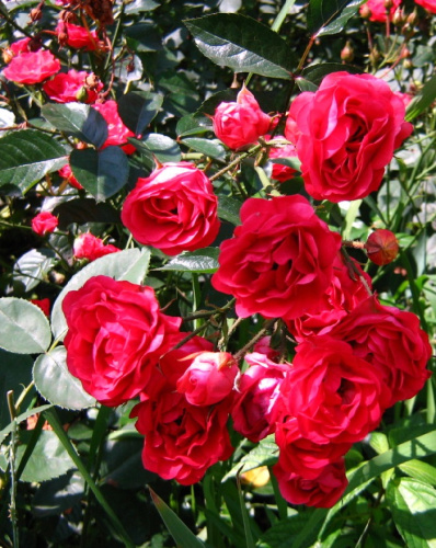 Роза кустовая Робуста