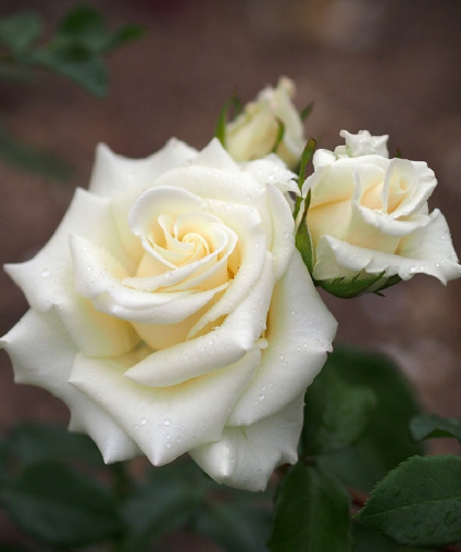 Роза чайно-гибридная Бианка