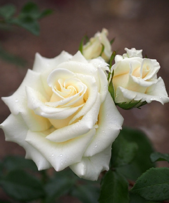 Роза чайно-гибридная Бианка