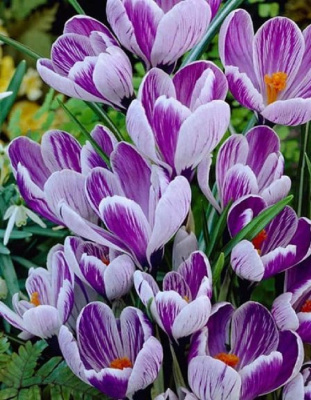 Крокус Кинг оф Стрипт