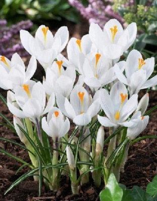 Крокус Жанна Д' Арк