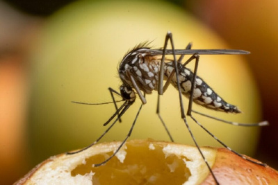 В России участились случаи заражения дирофиляриозом / ЯСИА   