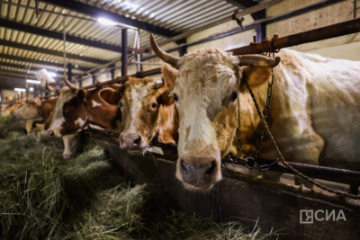 Более 500 хозяйств в Якутии попали под обследование сельхоздеятельности / ЯСИА   