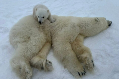 Спутниковый ошейник надели на белую медведицу в Якутии / ЯСИА   