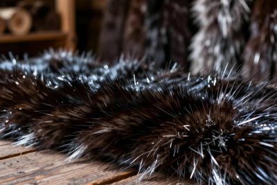 Охотники-промысловики Якутии отмечают повышение аукционных цен на шкурки соболя / Алексей Рудых   