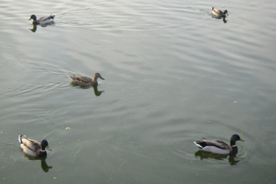 Стали известны сроки весенней охоты на водоплавающую и боровую дичь в Якутии / Алексей Рудых   