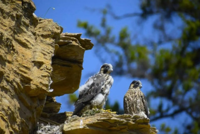 В нацпарке «Ленские столбы» определят пути миграции и места зимовок краснокнижного сапсана / ЯСИА   