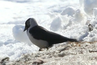 Редкую для Якутии птицу заметили в Амгинском районе / ЯСИА   