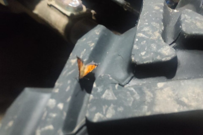 «К удаче и позитивным переменам»: ожившую в январе бабочку сняли на видео в Мегино-Кангаласском районе / Мария Горохова  Мегино-Кангаласский Республика Саха (Якутия)