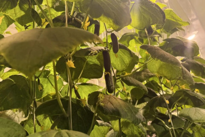 Ядерный центр и АГАТУ совместно займутся производством овощей в северных районах Якутии / ЯСИА   