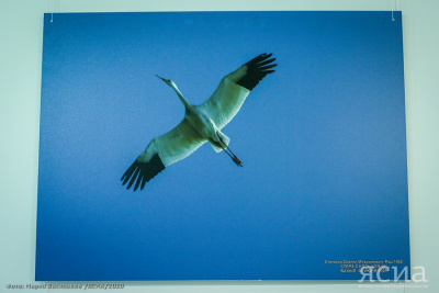 В Якутии изучат стерхов с помощью БПЛА / ЯСИА   