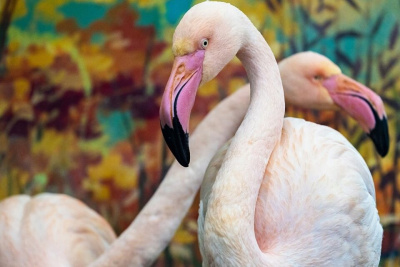 «Газпромнефть-Заполярье» обеспечило кормом краснокнижных птиц / ЯСИА   