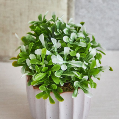 Цветок Pratora