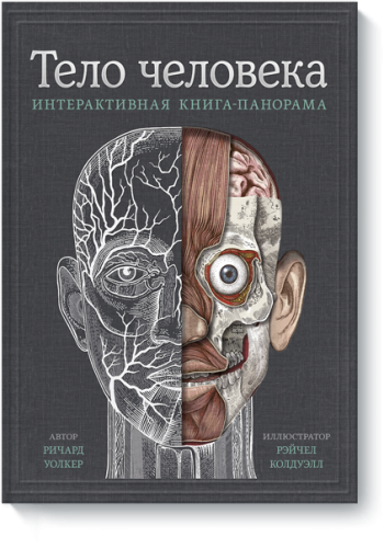 Тело человека