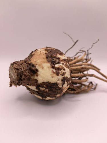 Амариллисы (случайный выбор)