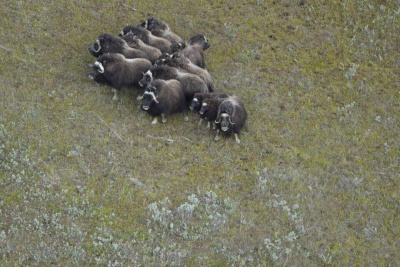 Численность овцебыков в Якутии в трех основных районах обитания составила почти восемь тысяч / ЯСИА   Республика Саха (Якутия)