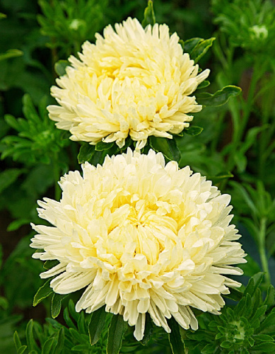 Астра Леди Корал кремово-белая 0,1гр