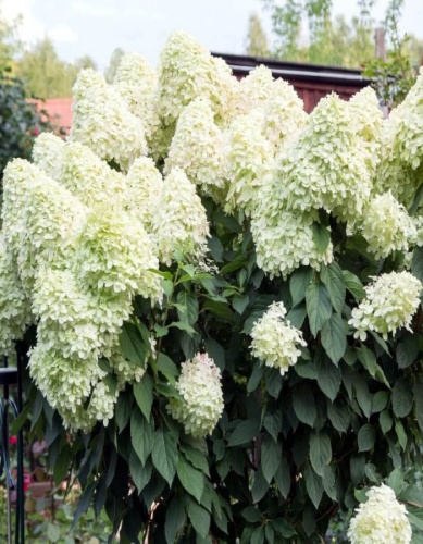 Гортензия метельчатая Юник