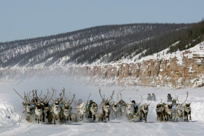 IV съезд оленеводов проведут в Якутске в марте / ЯСИА Якутск Якутск Республика Саха (Якутия)