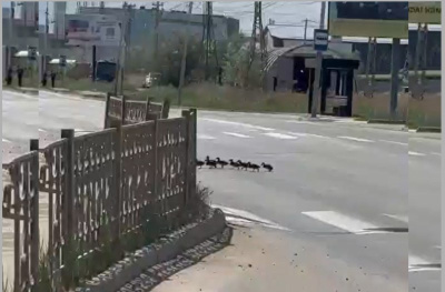 Видео: утка с десятком птенцов перешла дорогу в Якутске по пешеходному переходу / Нарыйа Пахомова   