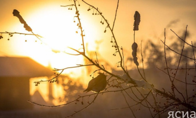 Астрономическая весна наступит в России 20 марта / ЯСИА   