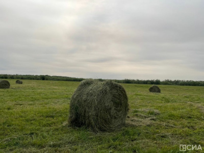 В Якутии заготовлено более 1600 тонн сена / ЯСИА   