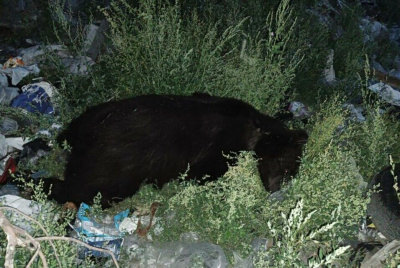 В Верхнеколымском улусе ликвидировали второго медведя возле свалки / Семен Родионов   