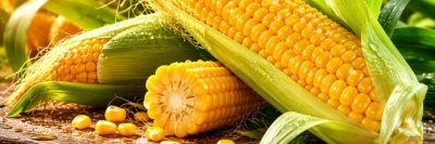 Как правильно готовить молодую кукурузу