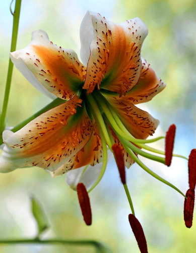 Лилия Леди Элис.