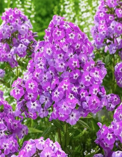 Флокс Голиаф
