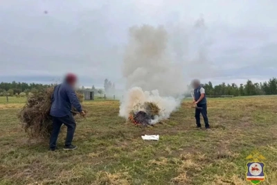 В Якутии уничтожили около 8 тонн дикорастущей конопли / ЯСИА   