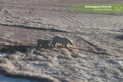 15 белых медведей насчитали в нижнеколымском резервате «Курдигино-Крестовая» / ЯСИА   