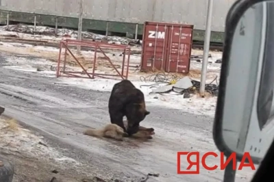 В Булунском районе Якутии бурый медведь загрыз собаку / Саина Титова   