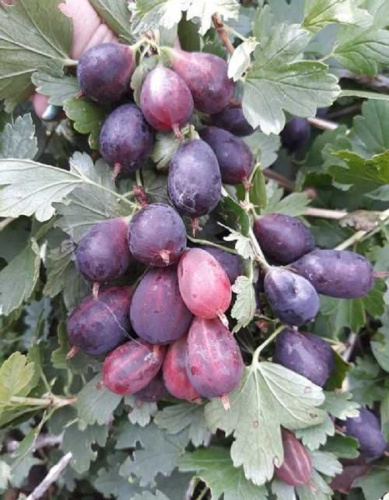 Крыжовник Командор