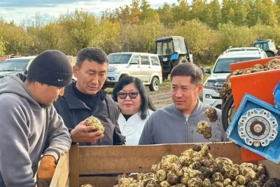 В Амгинском районе собрали более 2,5 тысяч тонн картофеля и овощей / ЯСИА   