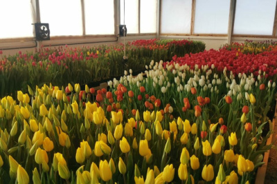 Семья из Мегино-Кангаласского района вырастила 20 тысяч тюльпанов к 8 Марта / Алина Мурукова   