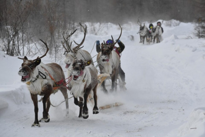 ООО «Транснефть — Восток» поддержало проведение межрегиональных соревнований юных оленеводов в Якутии / ЯСИА   