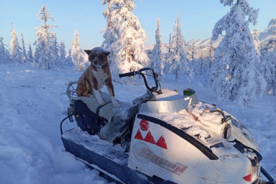 В кочевом племени «Магир» рассказали о своих верных спутниках — оленегонных лайках / Мария Горохова   