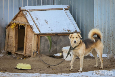 Для владельцев собак предлагают ввести уголовное наказание / ЯСИА   