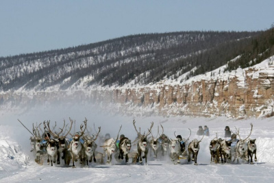 В Якутии численность оленей увеличилась до 162 тысяч голов / Мария Горохова   
