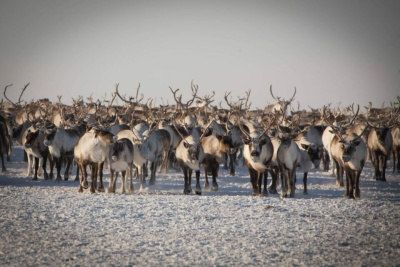 В два раза снизилось число работников в оленеводстве Якутии за 15 лет / Мария Горохова   