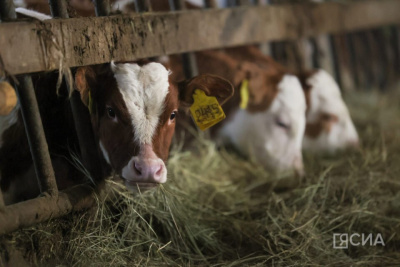 В Якутии зимовка скота и лошадей проходит стабильно / ЯСИА   