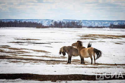 Более 1600 организаций и хозяйств в Якутии занимаются табунным коневодством / ЯСИА   Республика Саха (Якутия)